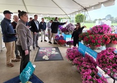 Surfinia XXL display